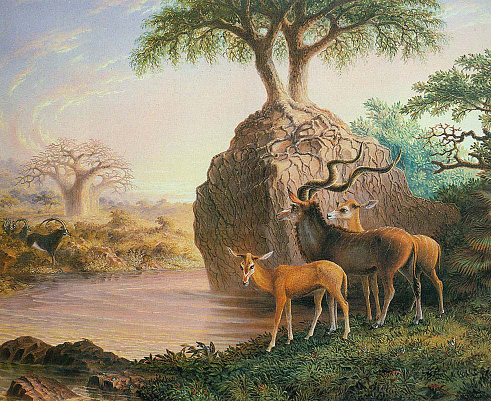 Koodos-Luisi River-Zambesi Valley 